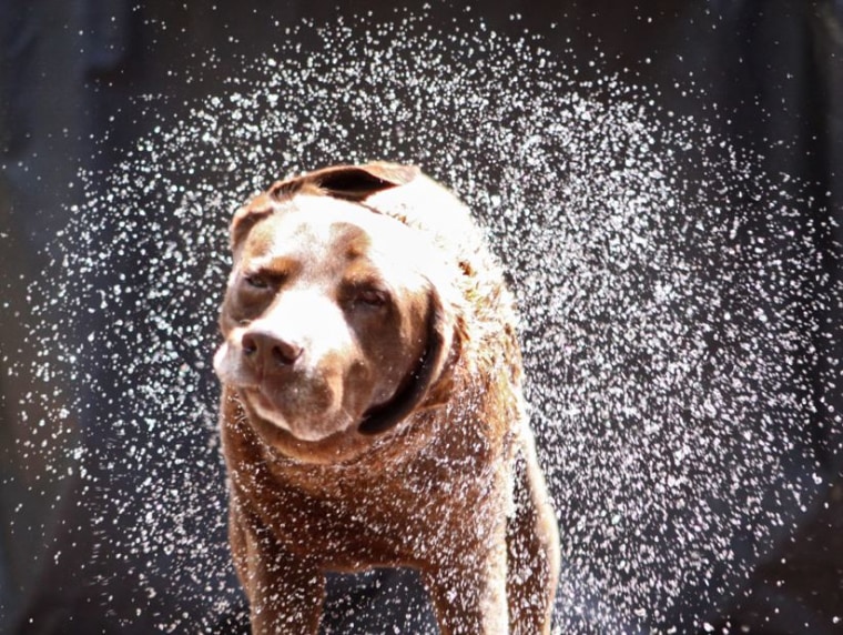 Wet dogs shake their fur extremely effectively, research shows. And their shake speed varies according to their size.